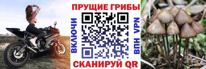 Галлюциногенные грибы ЛСД  Купить закладки  Кингисепп 